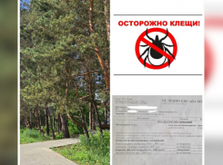 В Воронежской области мальчика укусил клещ, зараженный боррелиозом