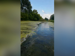 В Таловском районе заросла река Чигла