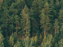 В Воронежской области в 2026 году посадят 1929 га леса