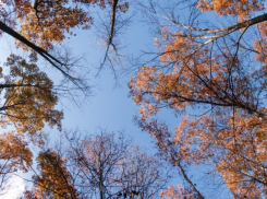 В ноябре в Воронежскую область придёт неожиданное потепление