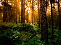 В Воронежской области в 2023 году не было лесных пожаров