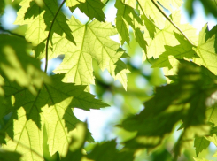 В Воронежской области в рамках акции «Сад памяти» высадят более 73 тыс деревьев