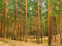 В Воронежской области сосновые совки повредили более 1,5 тыс. га леса