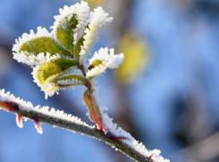 В Воронежской области ожидаются заморозки до -2