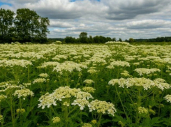 Составлен список опасных растений в Воронежской области, подлежащих уничтожению