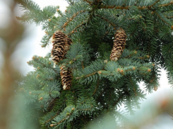 В Воронежской области браконьеры заплатили 72 тысячи за вырубку елей