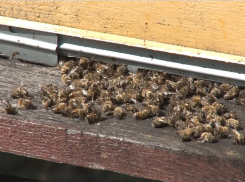 Таловский пасечник получил 3 миллиона от института им. Докучаева за гибель пчёл