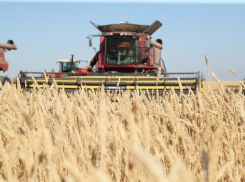 В Воронежской области начался сбор урожая