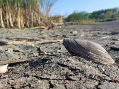 В панинском селе неизвестные уничтожили водоём