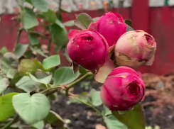 Из-за январского потепления в Таловском районе зацвели розы