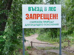 В Воронежской области продлили запрет на въезд в леса