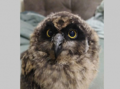 В Панинском районе в поле спасли совёнка