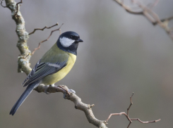 Жителей Воронежской области пригласили поучаствовать в акции «Покормите птиц!»