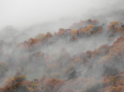 В Воронежской области объявили жёлтый уровень погодной опасности из-за тумана