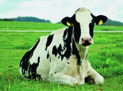 Губернатор Воронежской области высказался о сибирской язве