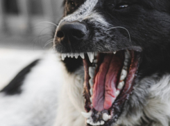 В Воронежской области за год возбудили 7 уголовных дел в отношении живодёров