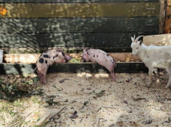 Панинцы передали в зону СВО козлят и продукты