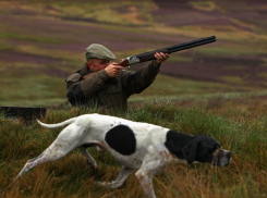 В Воронежской области стартует сезон охоты на зайца-русака и лису