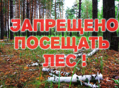 В Воронежской области нельзя посещать леса в сентябре