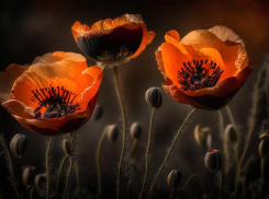 Житель Анны разводил у себя на участке маки, но пришли полицейские