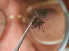 Воронежские санитарные врачи подвели итоги инфекционной заболеваемости в регионе