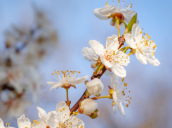 Метеорологи Воронежской области обещают на Пасху тепло и солнце
