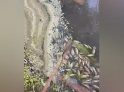 В Эртильском районе в реке массово погибла рыба