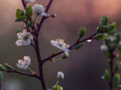 Апрель в Воронежской области будет теплее обычного