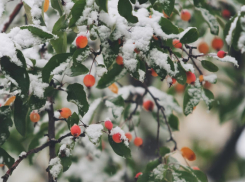 Жителей Воронежской области ждёт аномально теплый январь