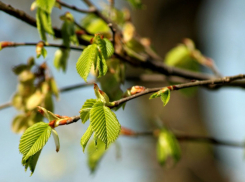 После Пасхи в Воронежскую область придёт потепление