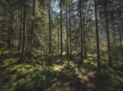 В Воронежской области готовятся к масштабной высадке деревьев