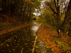 В Воронежскую область придёт дождливая и холодная погода