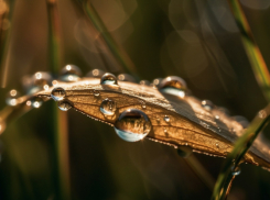Синоптики дали прогноз на июль в Воронежской области