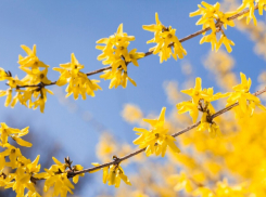 В конце апреля в Воронежской области потеплеет до 26 градусов