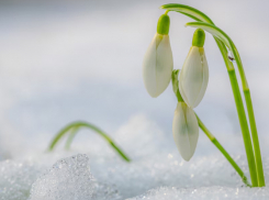 Март в Воронежской области будет прохладным и дождливым