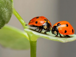В Воронежской области заметили нашествие полчищ божьих коровок