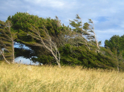 В Аннинском районе сильный ветер перевернул остановку