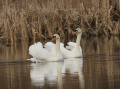 В Хопёрский заповедник раньше срока вернулись водоплавающие птицы