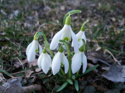 В Воронежской области стартовала экологическая акция «Первоцвет»