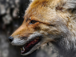 Советы воронежцам, как вести себя при встречах с дикими животными