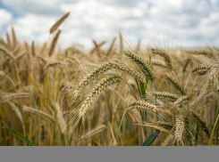 В Таловском районе завели дело на Воронежский аграрный научный центр