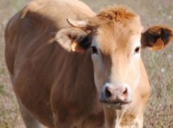 В Эртильском и Богучарском районах ввели карантин из-за лейкоза