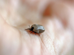 В Воронежской области открылась горячая линия по профилактике болезней, передающихся клещами