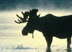 Панинских водителей попросили быть внимательнее на дорогах из-за диких животных
