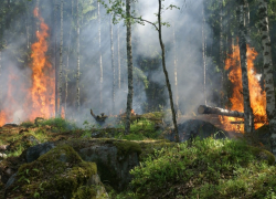 Жителей Воронежской области попросили отказаться от посещения лесов