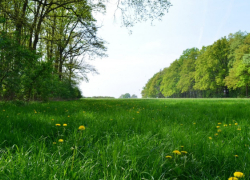 Грозы и 30-градусная жара придут в Воронежскую область