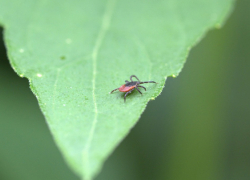 Более 800 воронежцев пострадали от укусов клещей