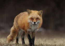 В Панинском районе жители жалуются на нападения бешеных лис