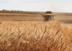 Аграрии Таловского района получат субсидии из районного бюджета