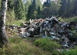 В Аннинском районе оштрафовали главу поселения за повреждённые деревья